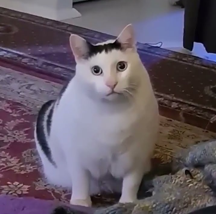 Фото @benderchonkycat