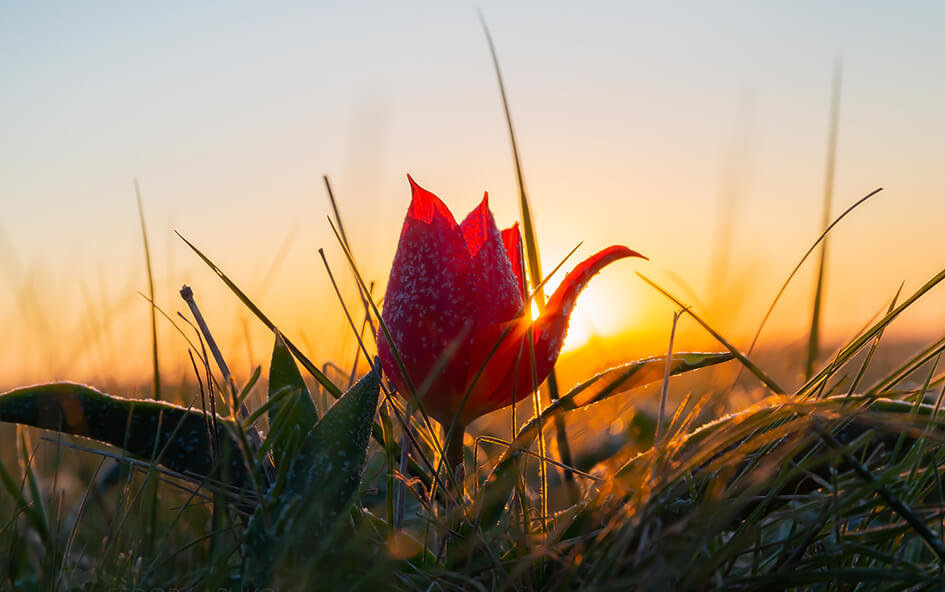    Степной тюльпан Шренка. Источник изображения: photocentra.ru