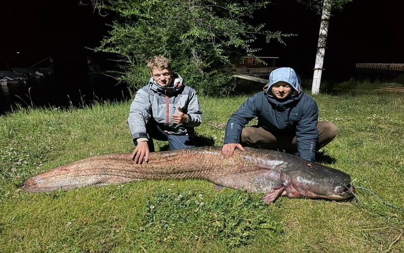  Сом, пойманный в Каме. Фото: Злой ижевчани