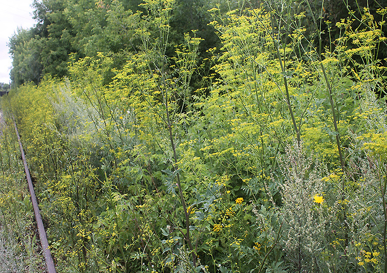 Про пастернак, волдыри и беспечность
