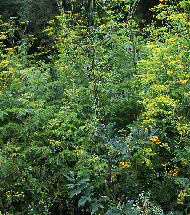 стебель пастернака лугового