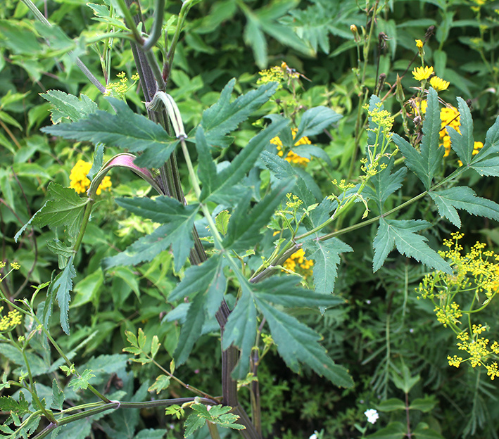 листья пастернака лугового