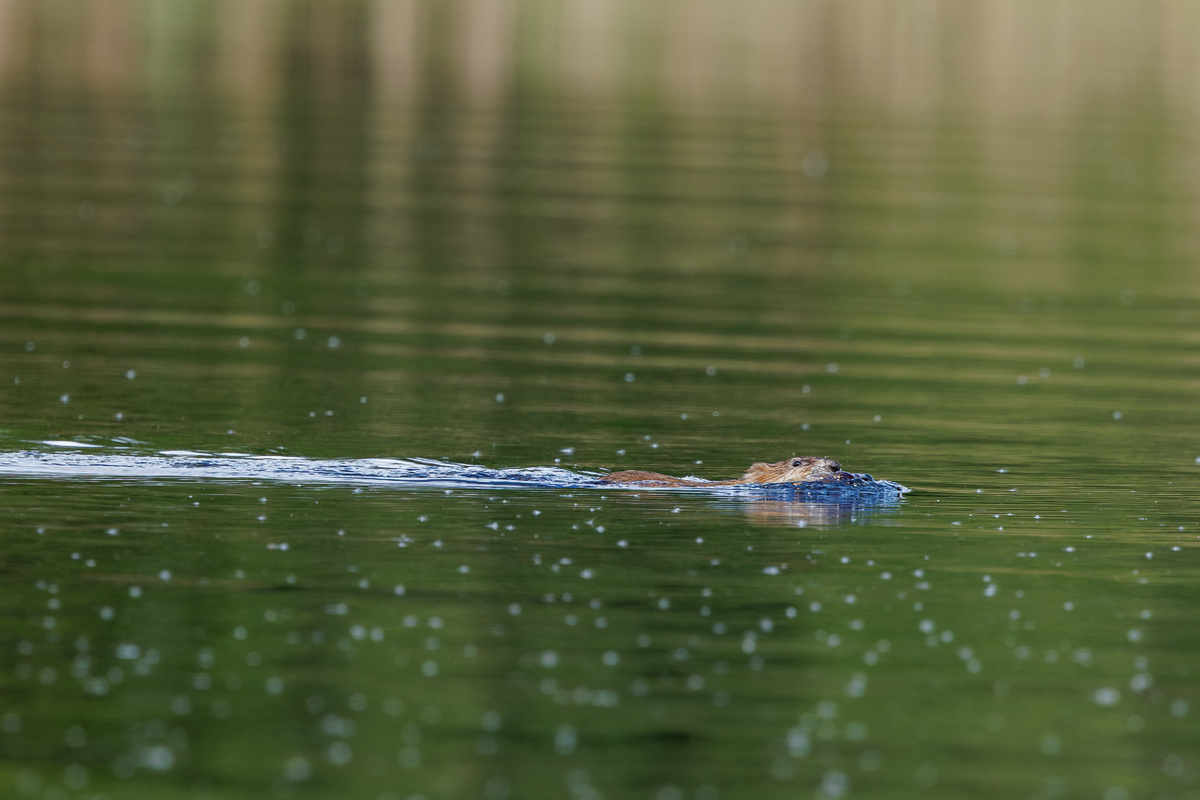 Обыкновенный бобр