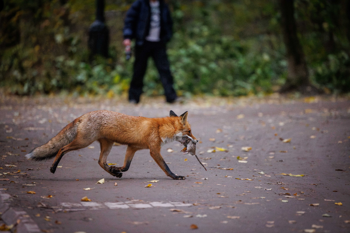 Обыкновенная лисица