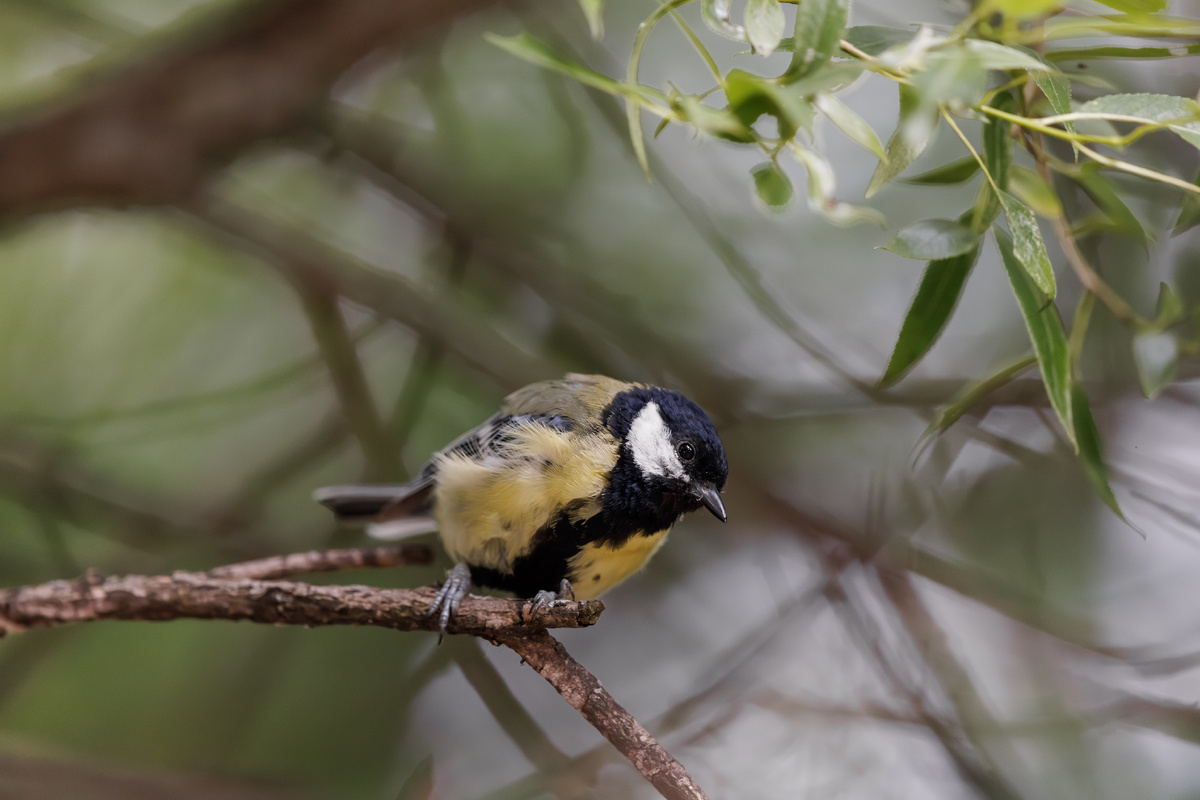 Большая синица