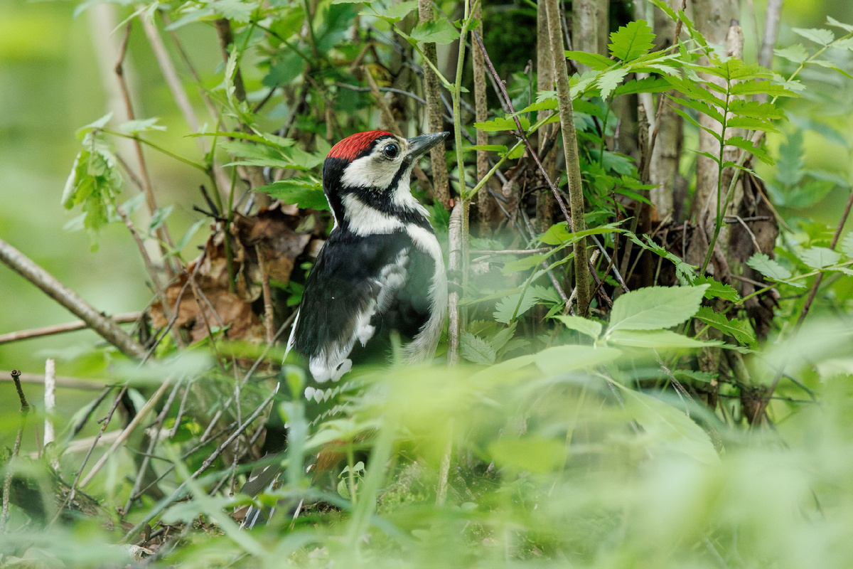 Большой пестрый дятел