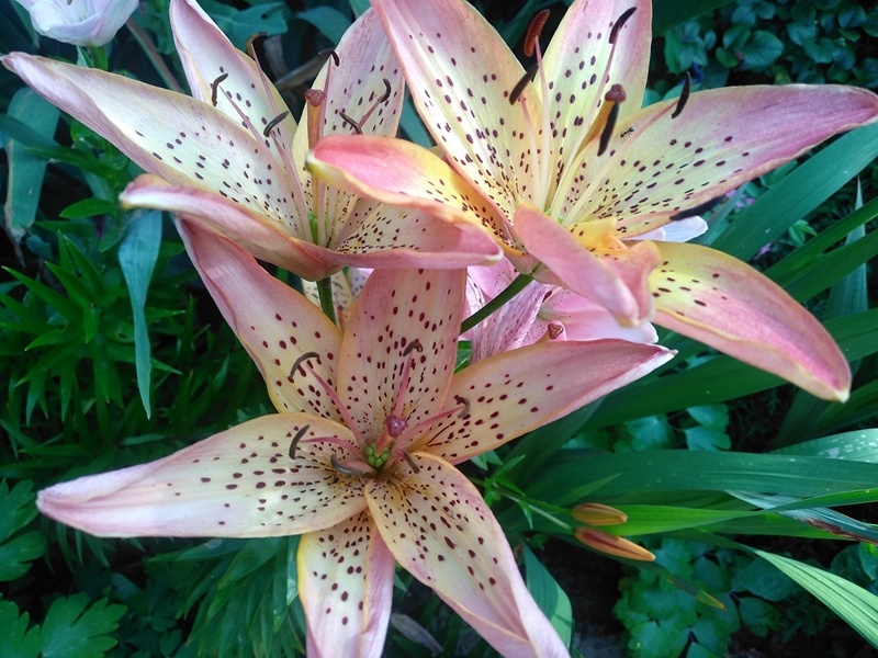 Лилия «Италия» слегка выгорела на солнце