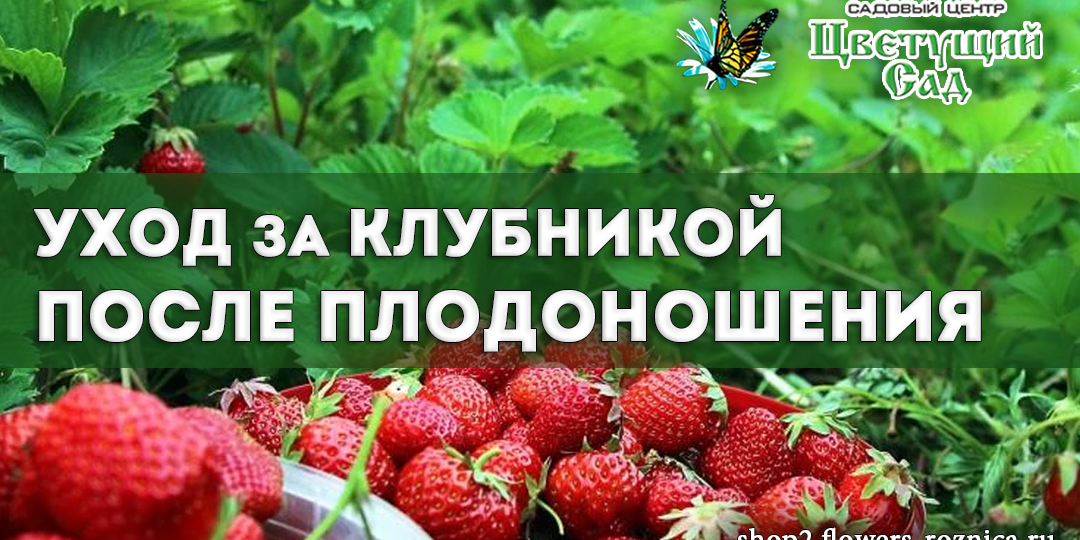 Уход за клубникой после сбора урожая