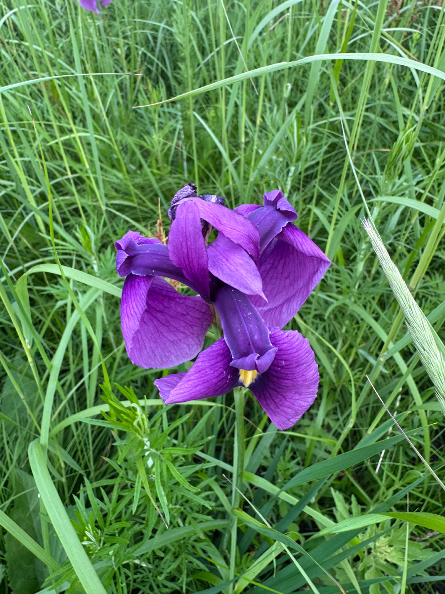 Сегодня хочу рассказать о красоте цветов в приморском крае. Едешь по трассе между городов и между деревень, целый поля ирисов диких и ещё каких-то жёлтых цветов на фото видно. Я сам из Сибири родом, приехал сюда работать и уже третий год удивляюсь какая здесь природа интересная. Вот нашел фотографию этих жёлтых цветов.