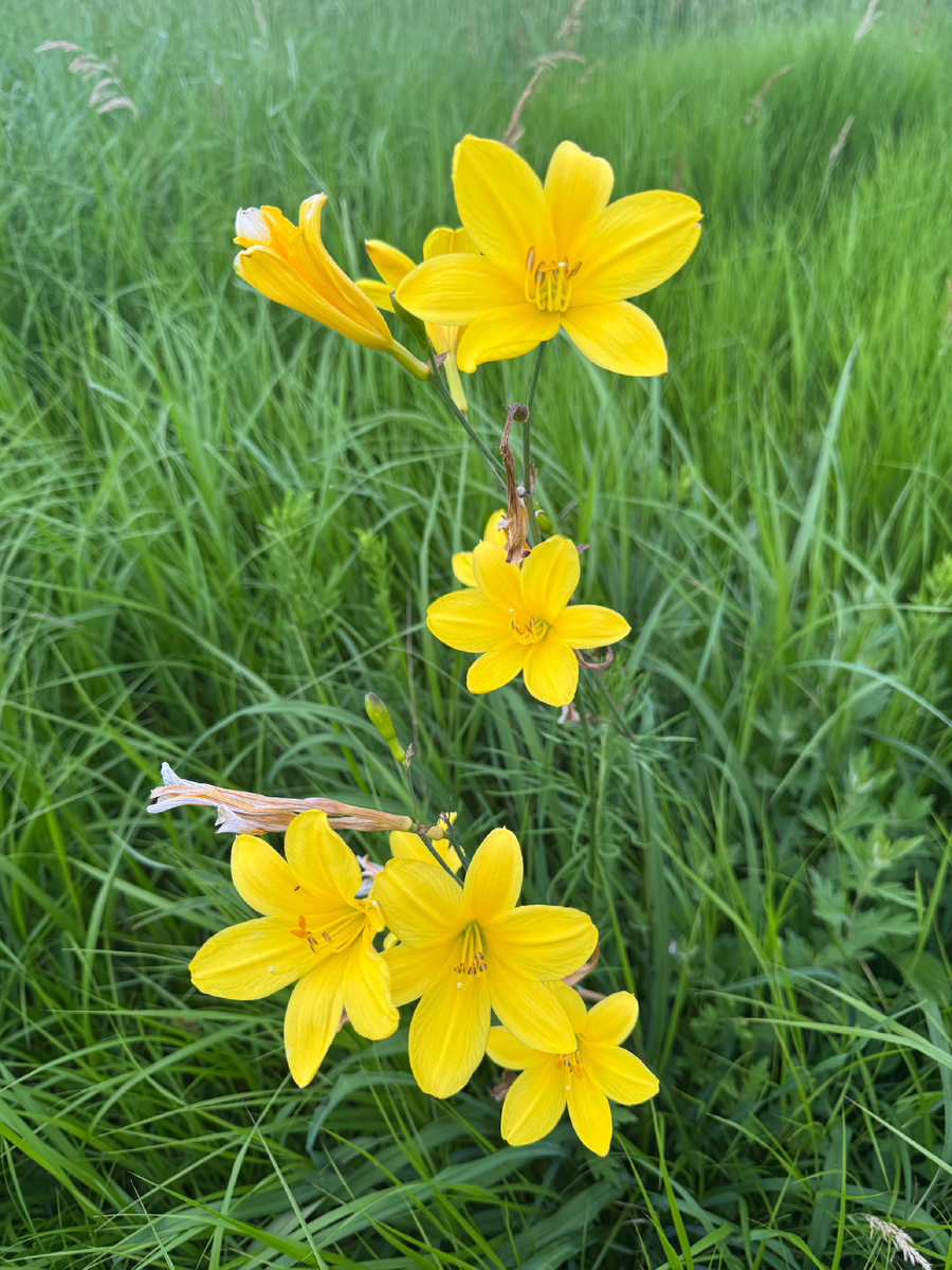 И ещё здесь много распустилась роз в частных дворах, настоящие красные красивые плету щиеся розы. В Сибири таких нету, конечно продают на базарах корешки роз, но вырастают мелкие как у шиповника. А здесь погода позволяет зимой не замерзнуть и не переродиться из розы в шиповники. Вот фотография, правда сфотографированная через забор у соседки😁