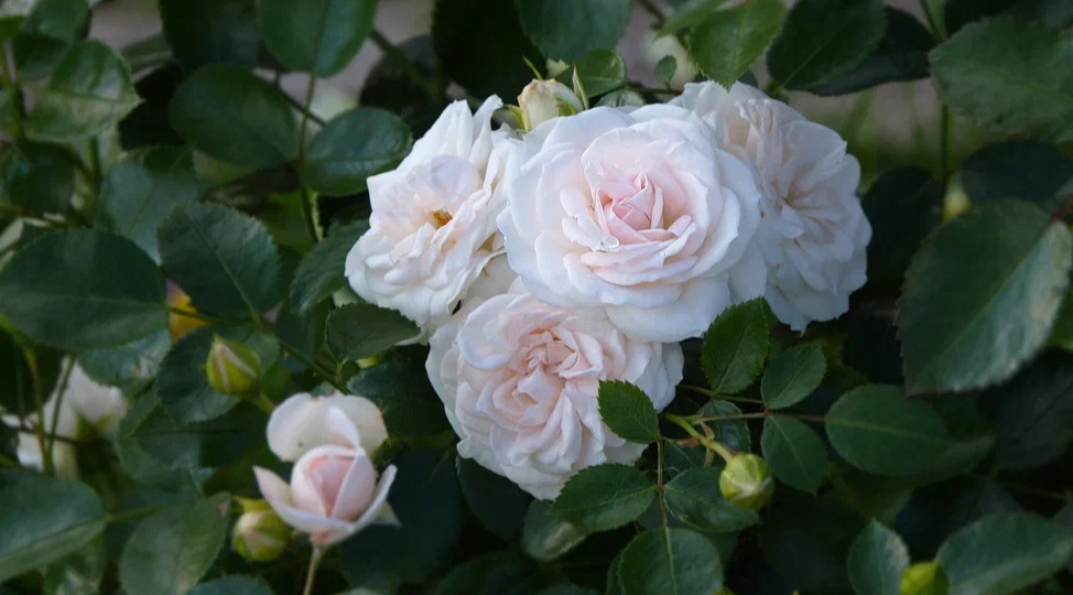 Развожу под розы копеечный порошок за 23 рубля. Бутоны появляются каждые 10 дней до самых морозов