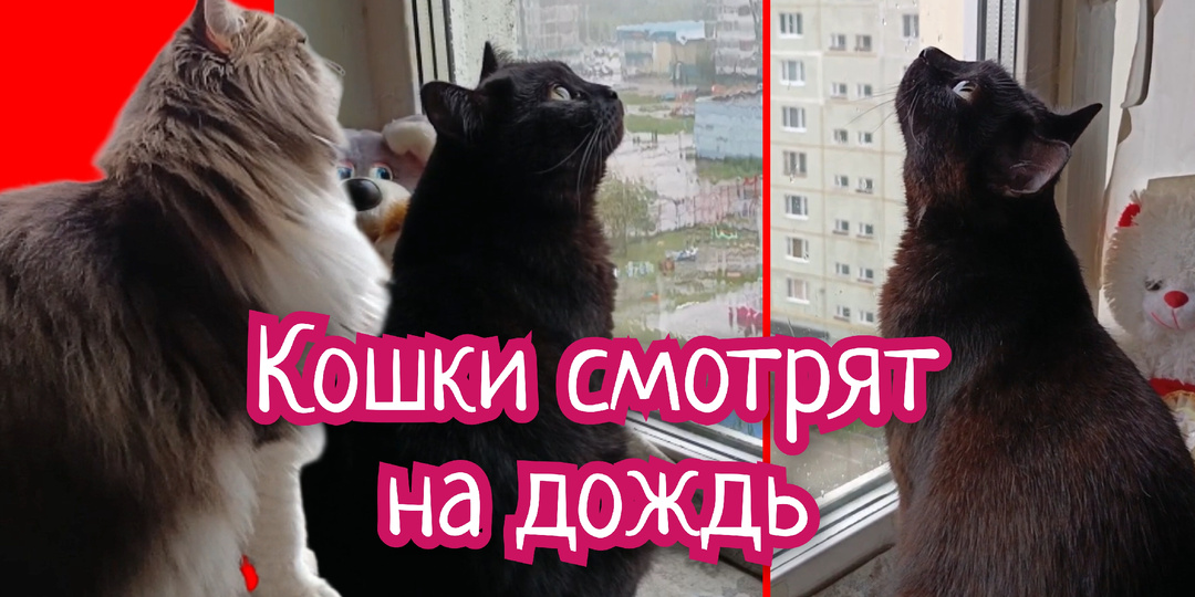 Дождливое холодное лето.