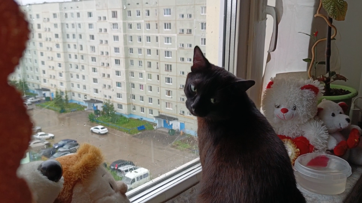 Боня скучает у окна