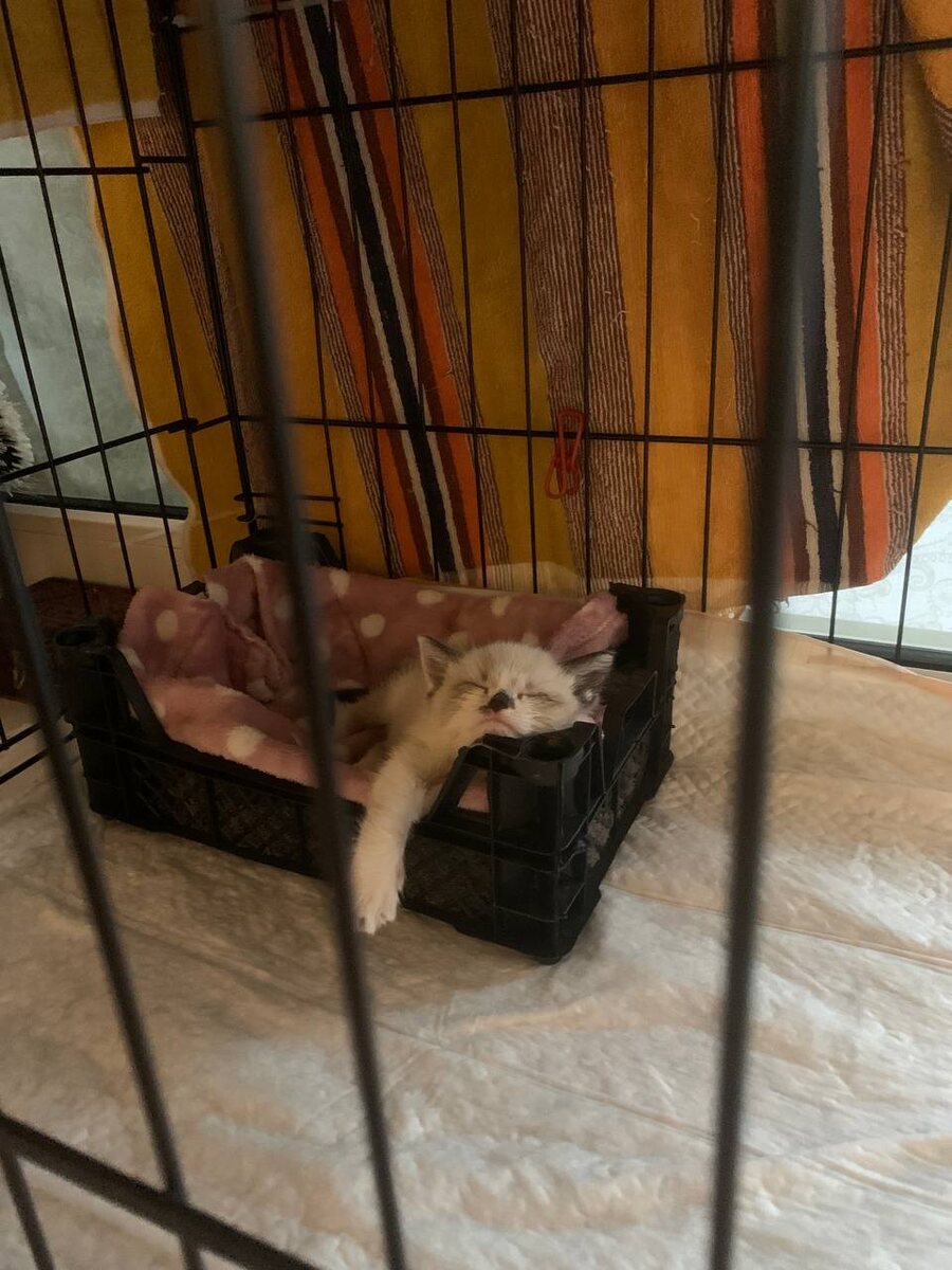 Лежанка малышке понравилась