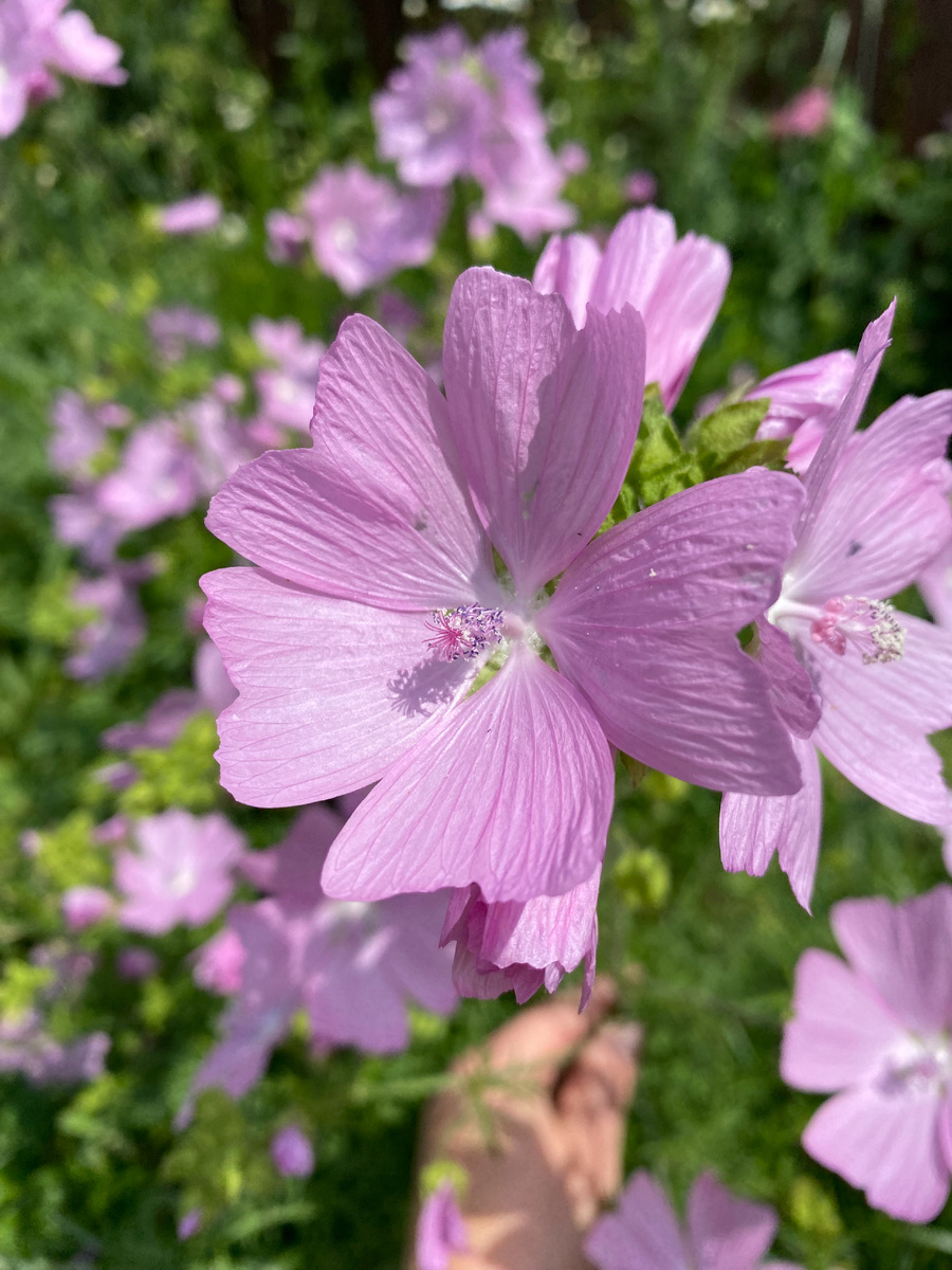 Мальва мускусная, фото автора