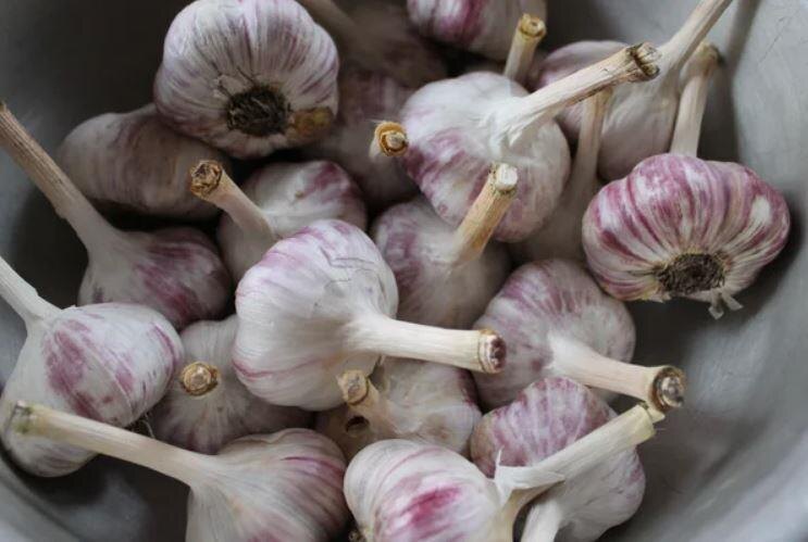 Когда лучше убирать чеснок по лунному календарю в июле 2025 года? Благоприятные дни для уборки чеснока в июле