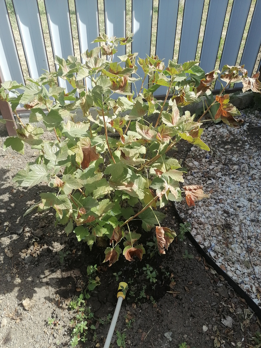 Смородина, сгорели листики.