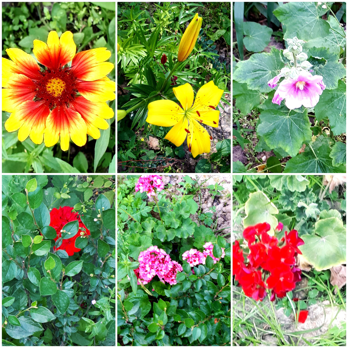 Коллаж автора 14.07.2025г.