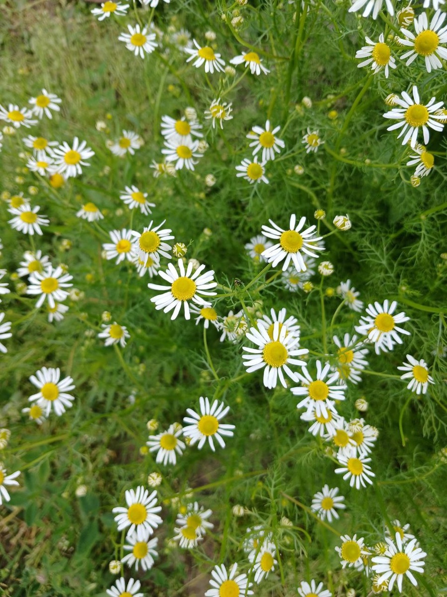 Лечебные свойства ромашки известны с античных времен.Ромашку аптечную можно применять в составе комплексной терапии при следующих заболеваниях:- Заболеваниях ЖКТ: гастрит, язвенная болезнь желудка и двенадцатиперстной кишки, колит, метеоризм, спазмы кишечника, диарея (понос).- Местно: полоскания при инфекционно-воспалительных заболеваниях полости рта и глотки (стоматит, фарингит, тонзиллит, гингивит).- Проблемах со сном, тревожности, депрессии.- Воспалительных заболеваниях слизистых оболочек и кожи.- Воспалительных заболеваниях мочевыделительной системы (мочевого пузыря, мочеточников или почек).                Можно ли пить чай с ромашкой каждый день? Тем, у кого аллергии нет, в день можно выпивать одну-две чашки. Максимальная безопасная доза — пять чашек. Если в течение нескольких дней пить очень много ромашкового чая, вреда не будет. Но, как и любым другим продуктом питания, чаем не стоит злоупотреблять.Я использую ромашку в некоторых комплексных сборах и купажах чая ☕️
