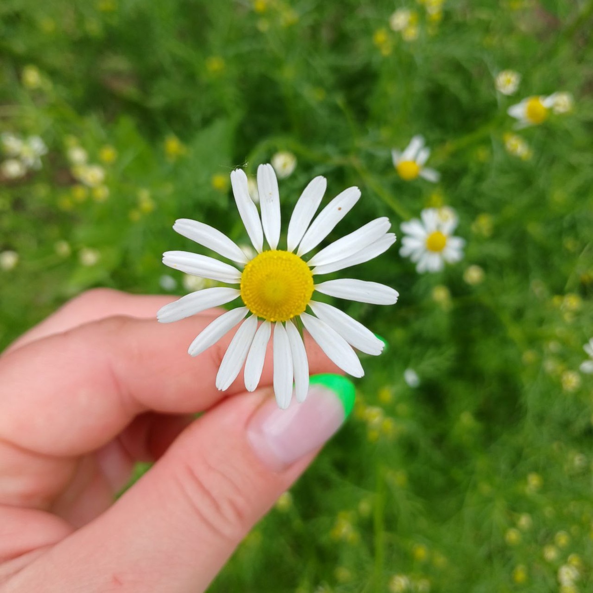 Ромашка растёт у меня на участке 