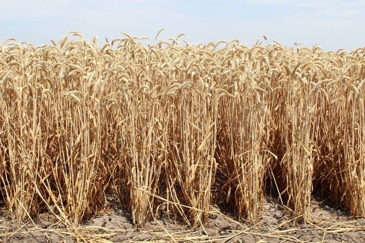    Фото: Филиал ФГБУ «Россельхозцентр» по Республике Хакасия