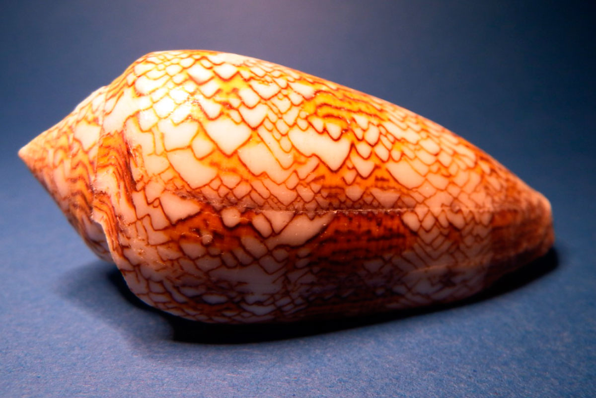 Природа не решает сложные уравнения — она следует простым законам, из которых возникает красота