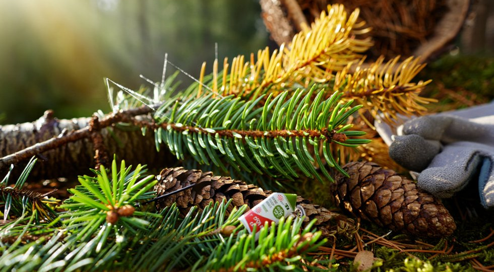 Правила ухода за хвойными: почему желтеют туи и опадают елки