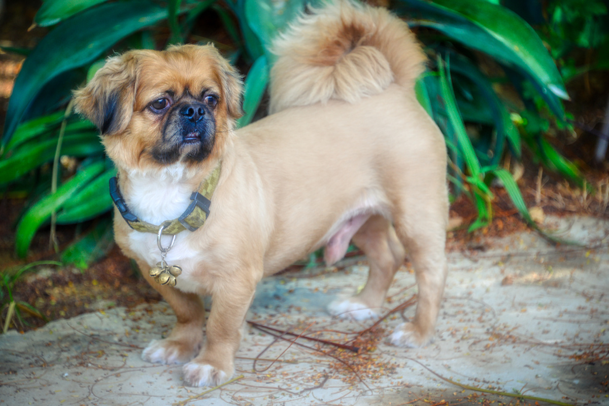 Во времена Древнего Китая различия между мопсами и пекинесами были не столь явно выражены, и две породы декоративных собак различали преимущественно по длине меха.