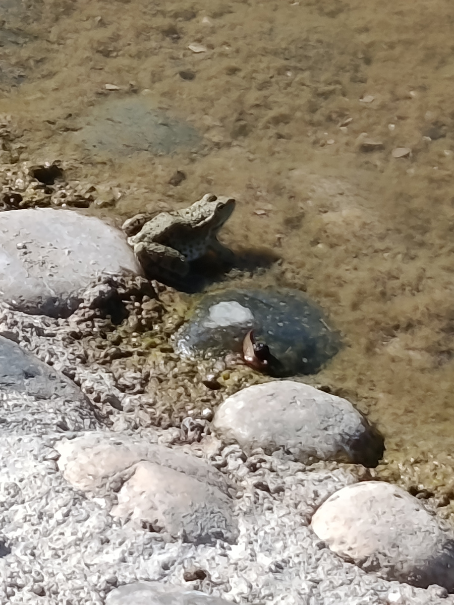 Обитатели пруда.