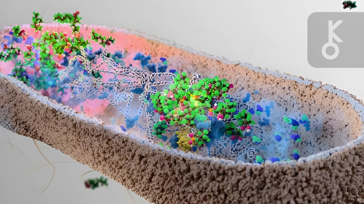 Узнайте о роли кишечных микробов в удалении PFAS из организма, ключевых открытиях учёных Кембриджа и перспективах создания пробиотиков для борьбы с «вечными химикатами».