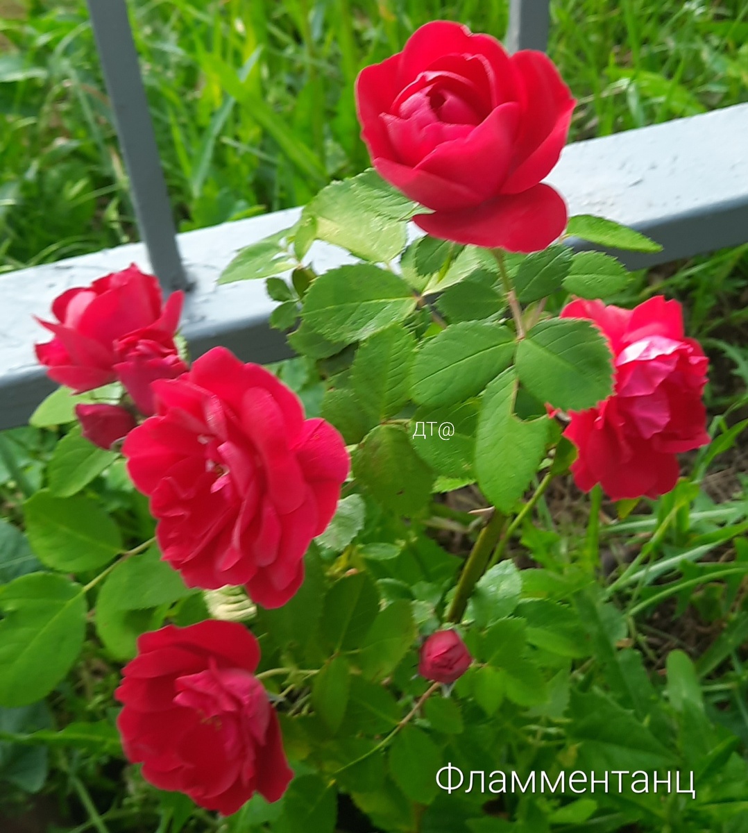 Роза плетистая Фламментац- танец огня