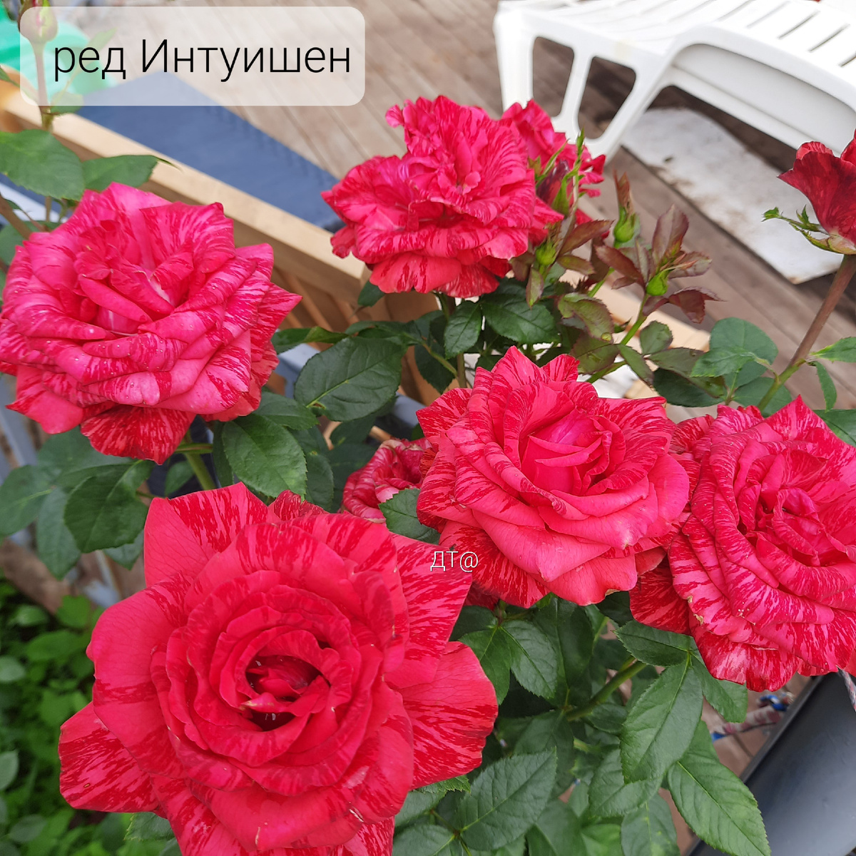 Вторая подхватила эстафетную палочку цветения