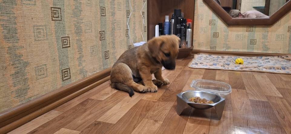    Фото предоставили зооволонтеры