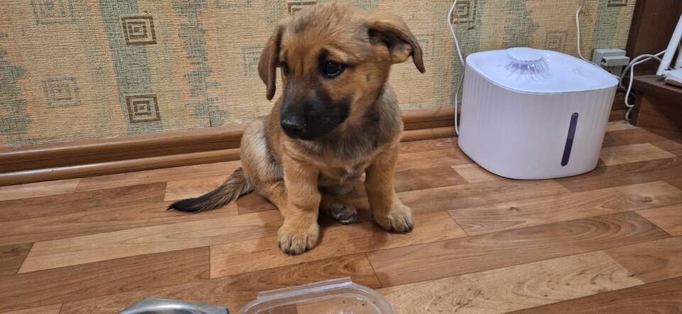    Фото предоставили зооволонтеры