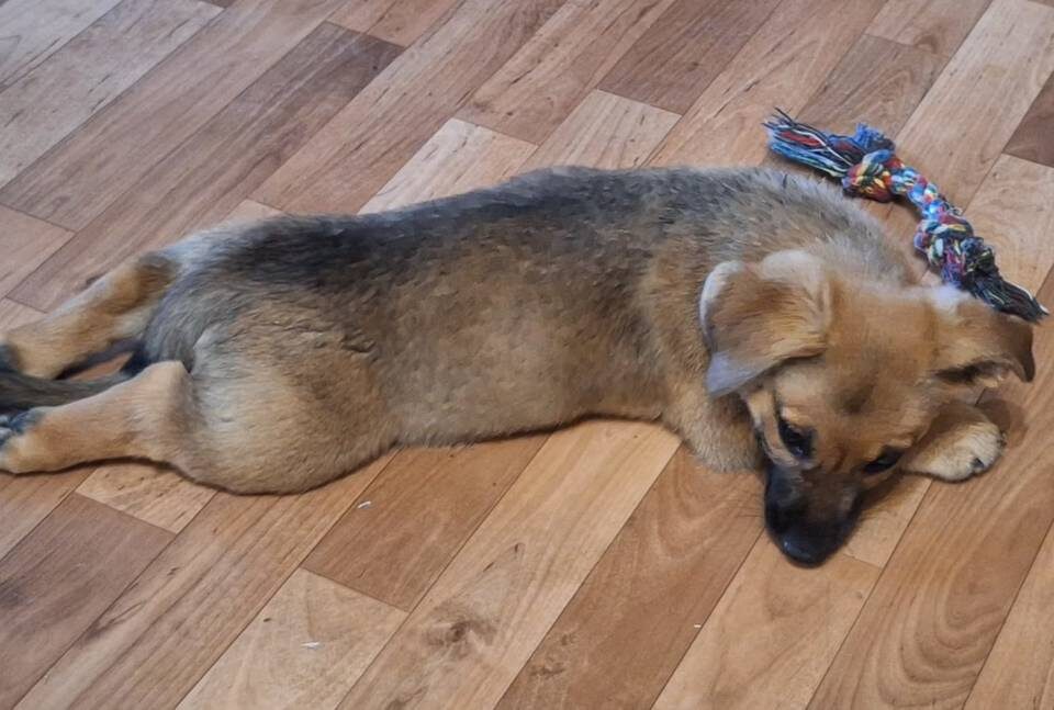    Фото предоставили зооволонтеры