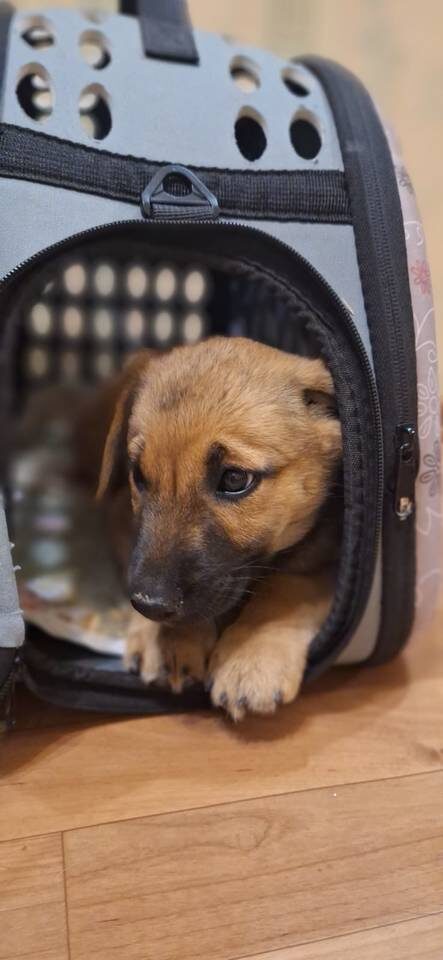    Фото предоставили зооволонтеры