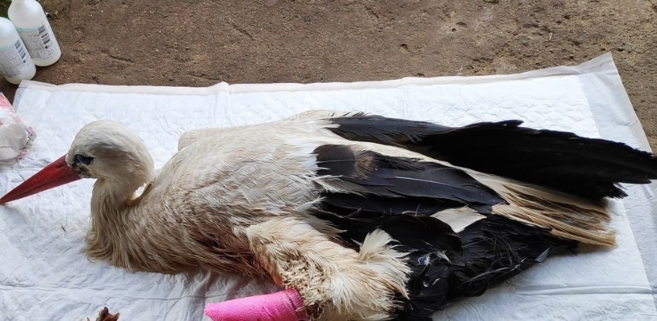 Аист Паулина, фото в статье из тгк @СОСЕДИ60