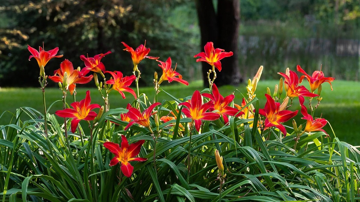 источник: https://www.gsgardens.co.uk/stunning-plants-create-summer-garden-paradise/