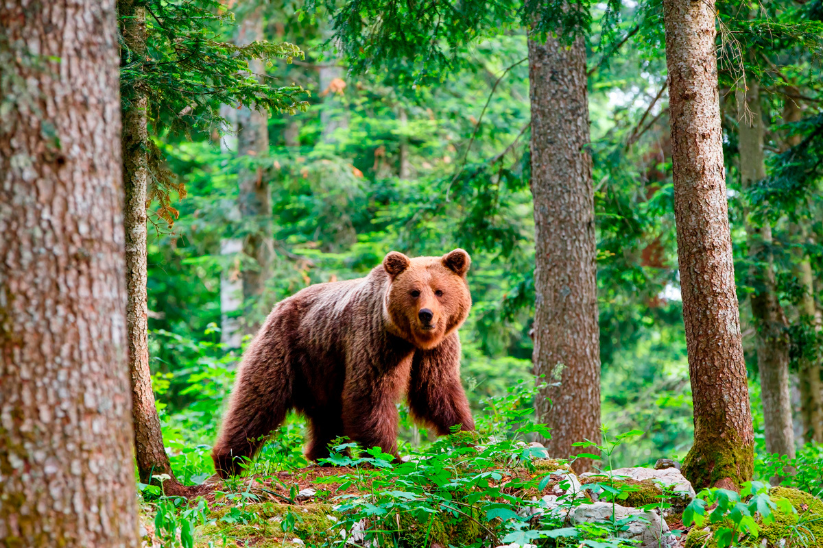    Фото: Henk Bogaard / Shutterstock.com