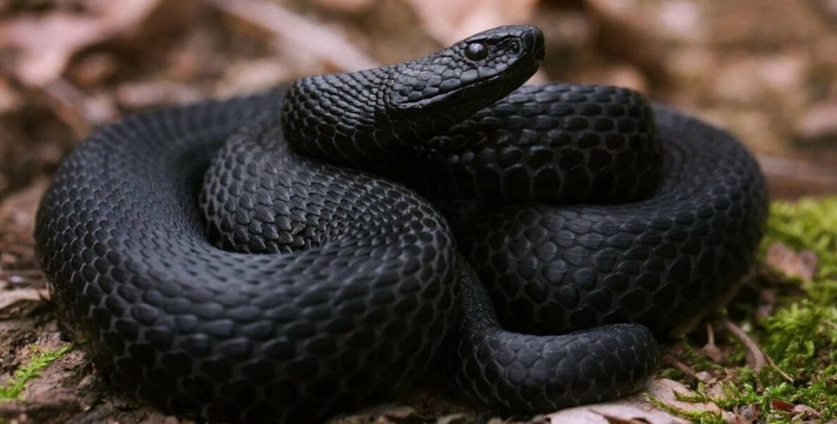 Фото из открытых источников.