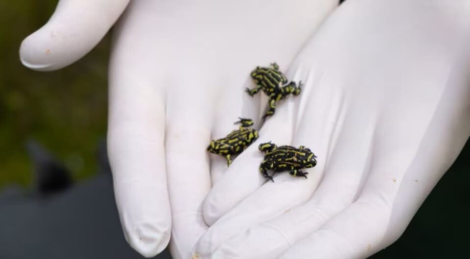   Taronga Conservation Society