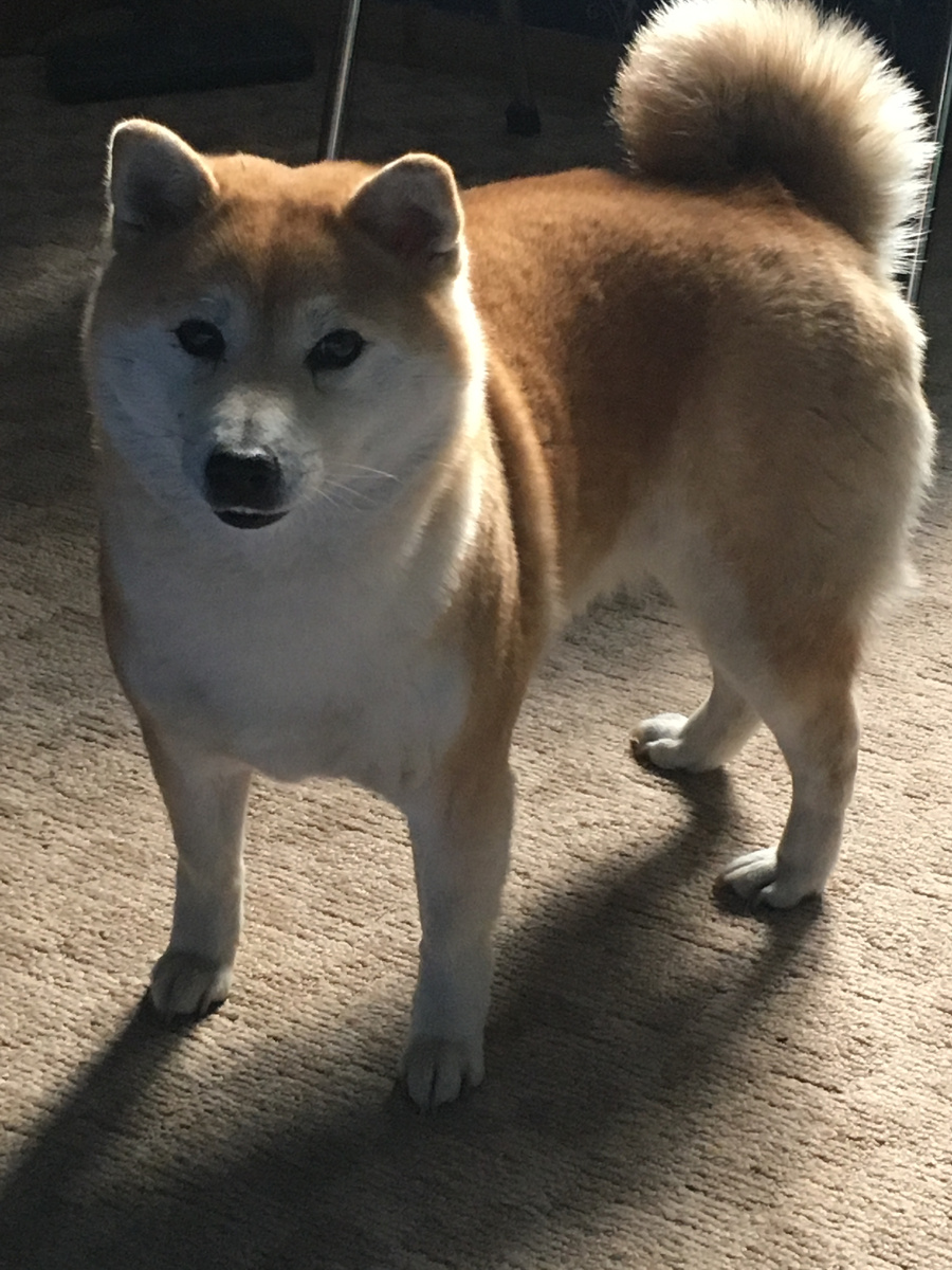 Джунька, ты все-таки стала моей собакой