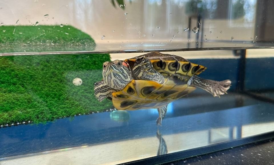    Фото: КПО «Нева»