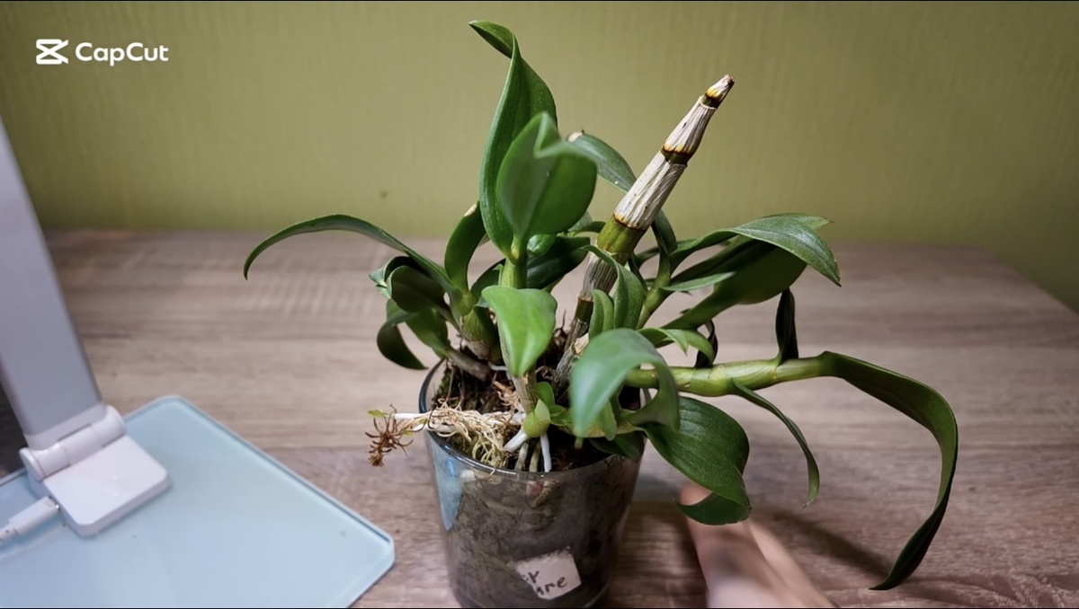 Можно отодвинуть мох и грунт от горшка палочкой, кисточкой, вилкой, шпателем, а затем извлечь растение 