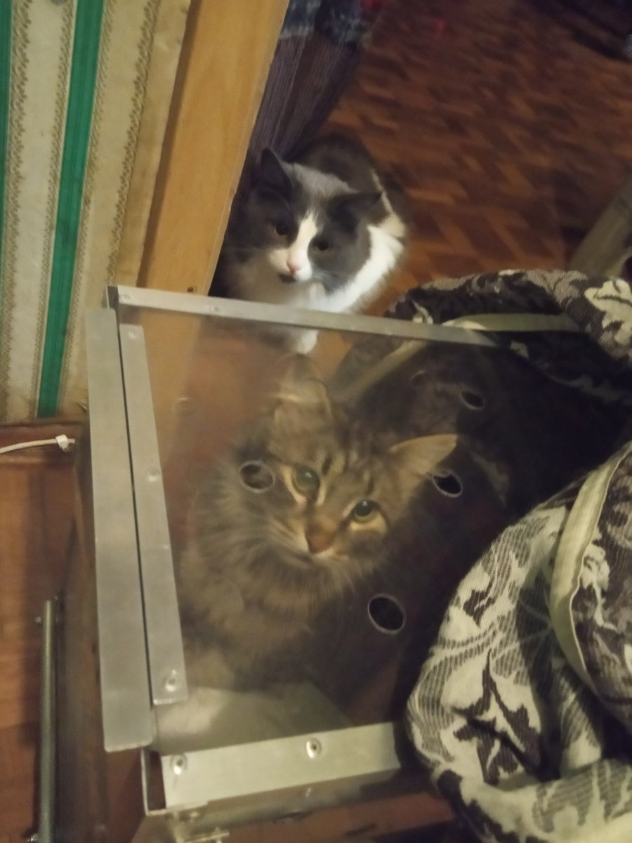 На этой фоточке с телефона вы можете видеть напуганную Ириску в ловушке, и нашего любознательного парнишу - Зефира. Оба пушистика на стрессе.