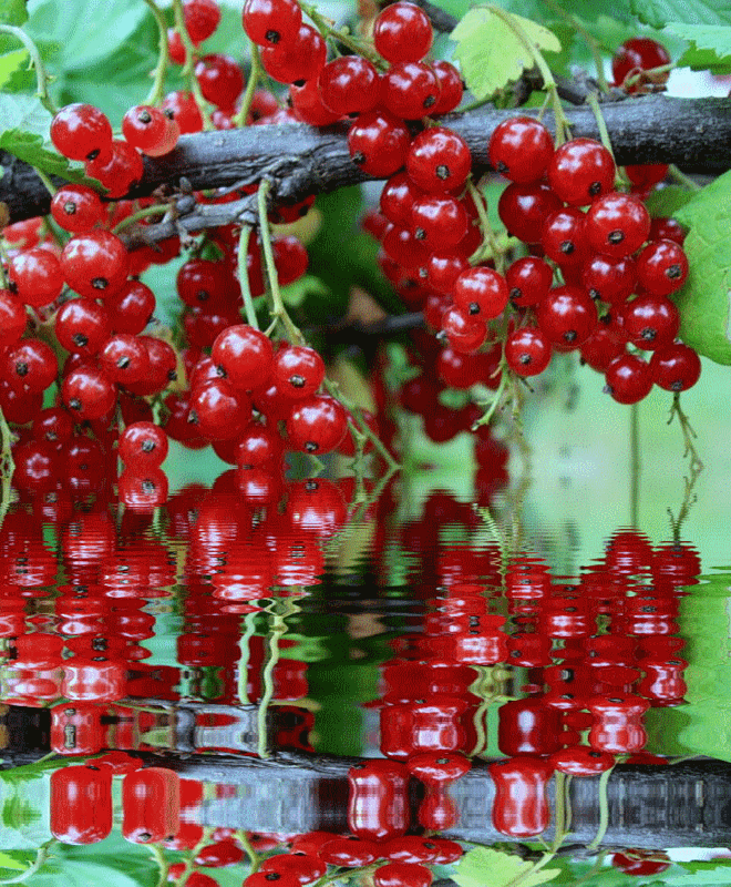 А из красной мы всегда варили желе...)