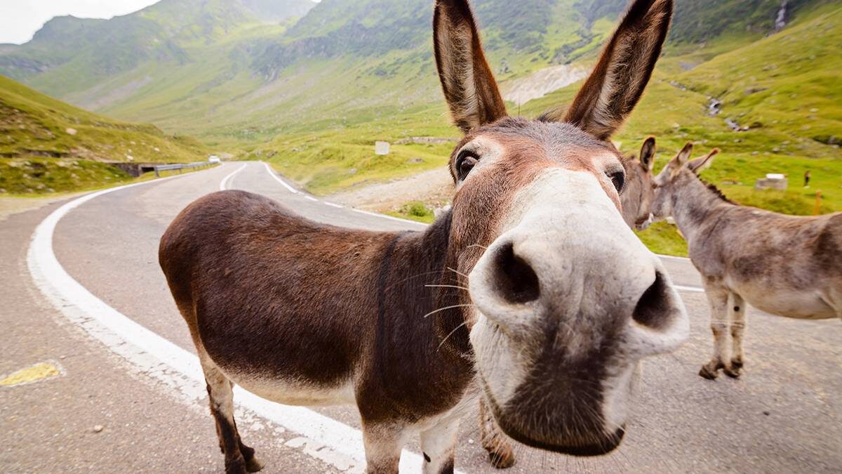    Фото: Shutterstock