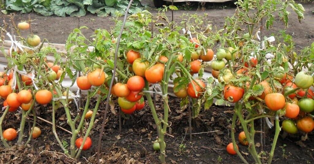 Поливаю томаты в июле этим раствором дважды — и не трогаю до сбора. Ежедневный полив только вредит — убедился на своих кустах