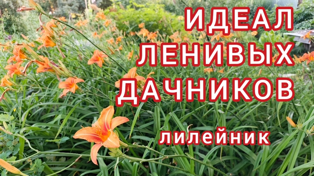 Народное название : красоднев