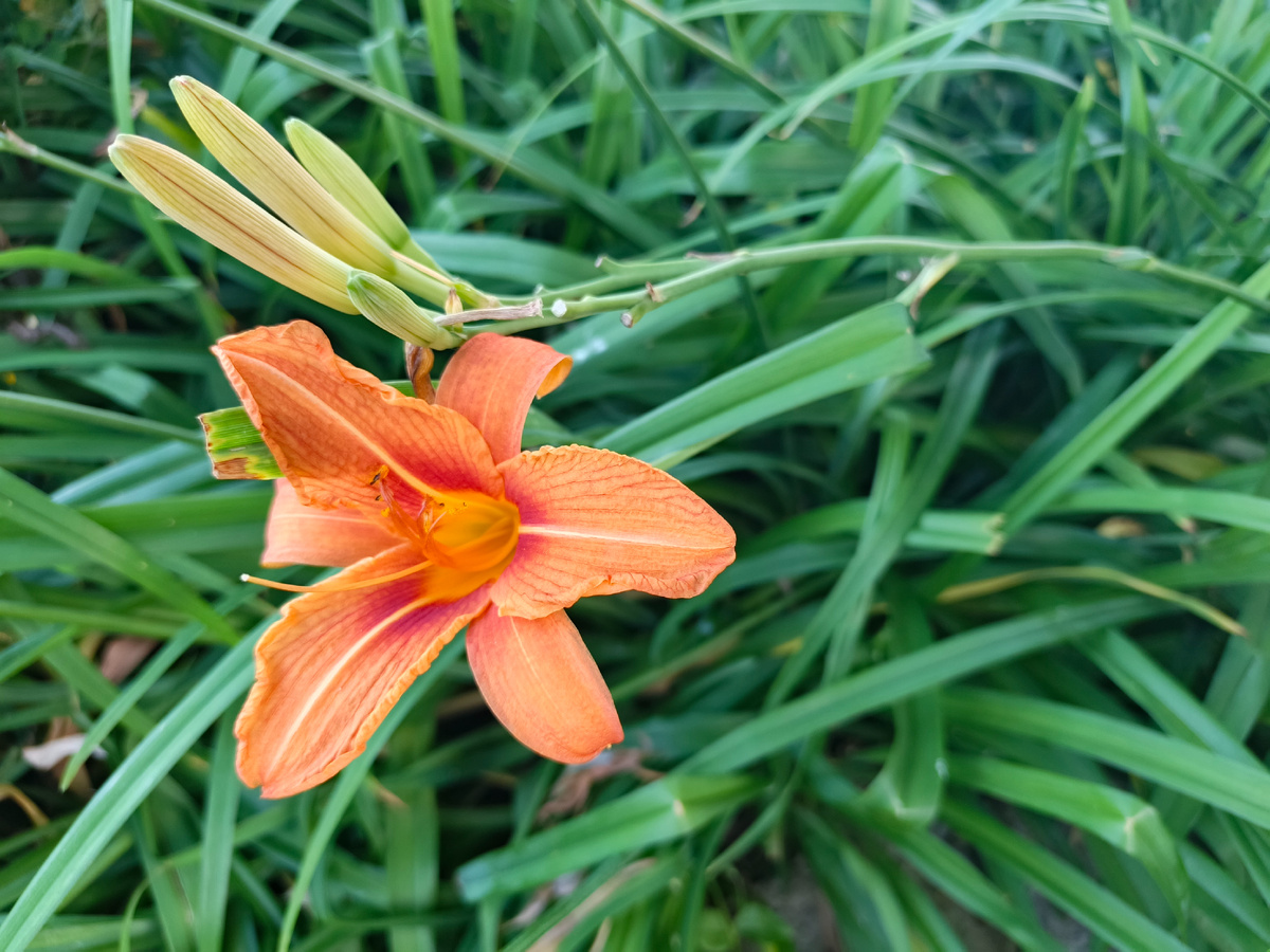 Рыжий лилейник